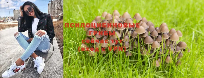 Псилоцибиновые грибы Psilocybe  где можно купить   Белоярский 